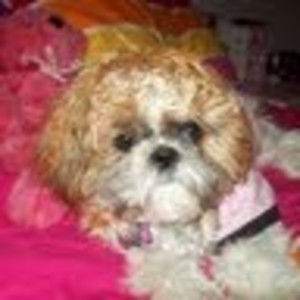 Meet your Posher, Chanel